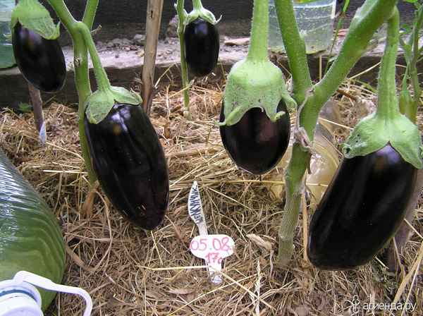 Выращивание баклажана Щелкунчик