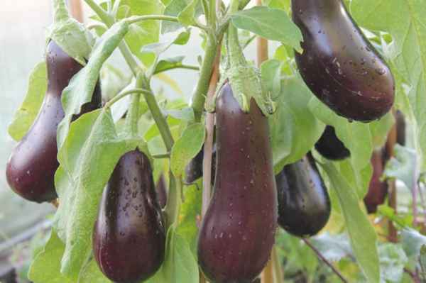 Сорт баклажанов Чёрный принц: описание, агротехника выращивания