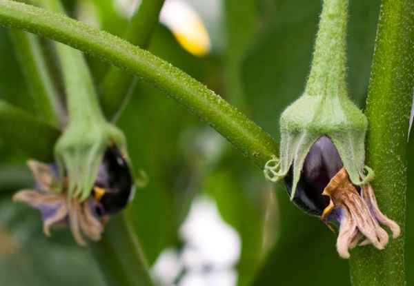 Основные причины отсутствия завязи на баклажанах