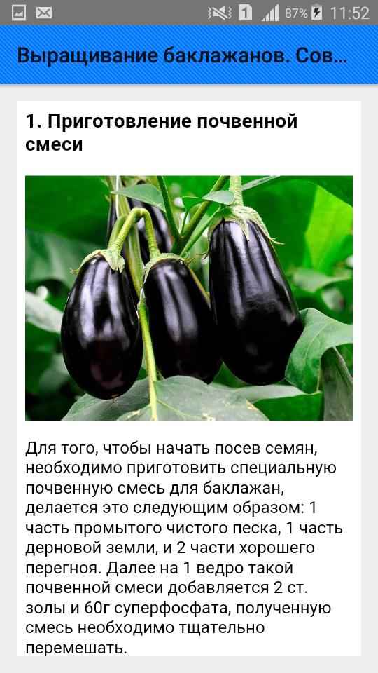 Почему баклажаны зеленеют и можно ли их есть?