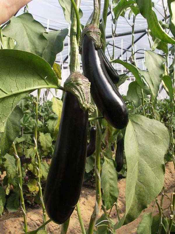 Описание сорта баклажанов Валентина