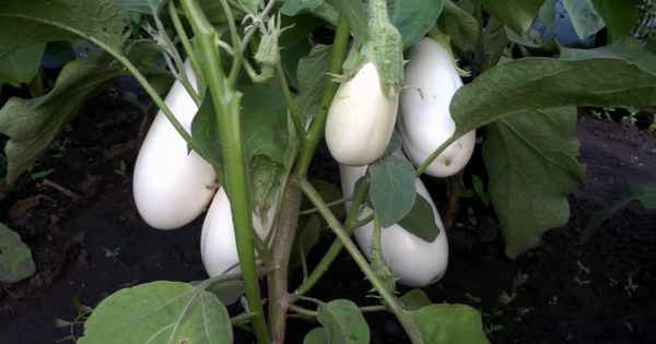 Баклажан Вкус грибов: особенности выращивания