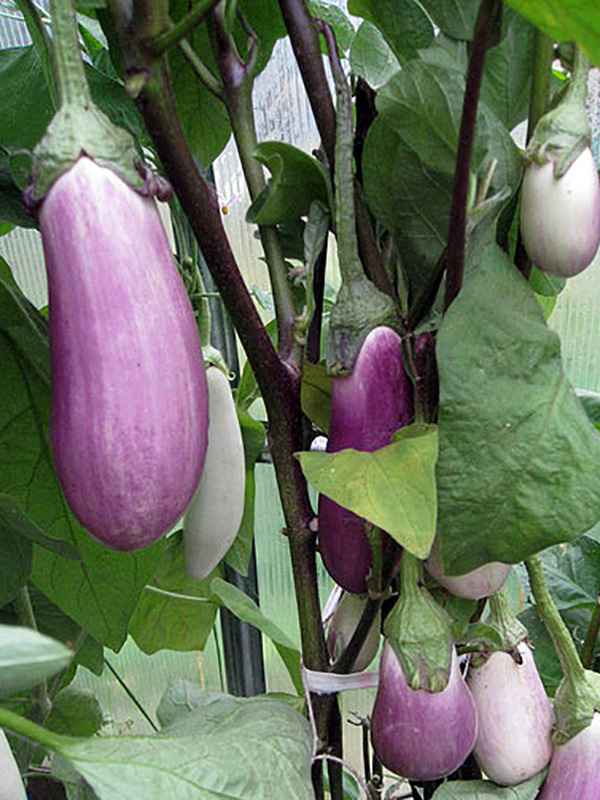 Сорт баклажанов Вера: особенности выращивания и ухода