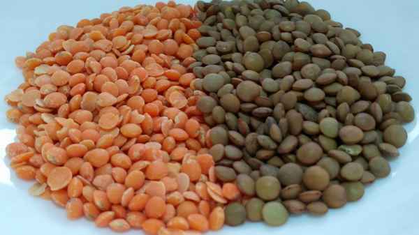 Сорта чечевицы: в чём разница