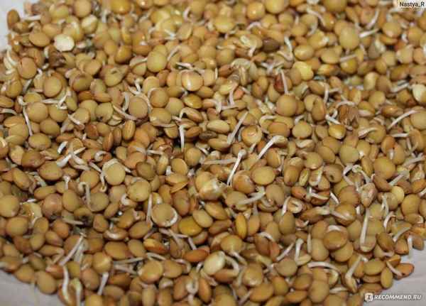 Пророщенная чечевица: химический состав, полезные свойства и противопоказания