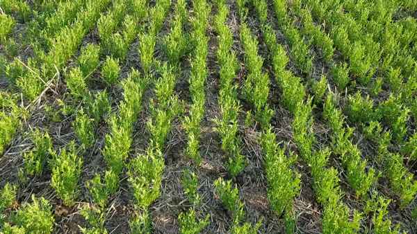 Выращивание чечевицы