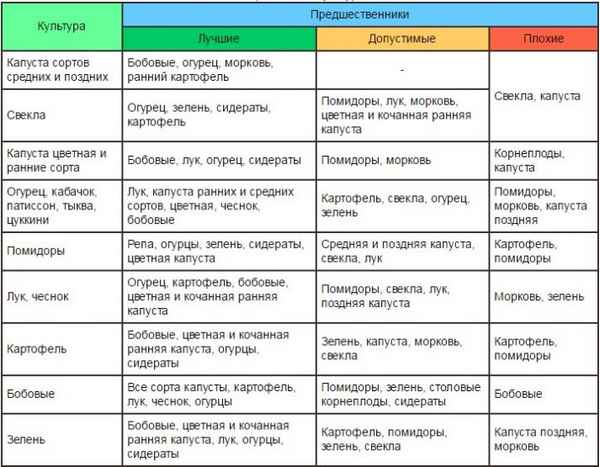 Что можно посадить после чеснока на следующий год