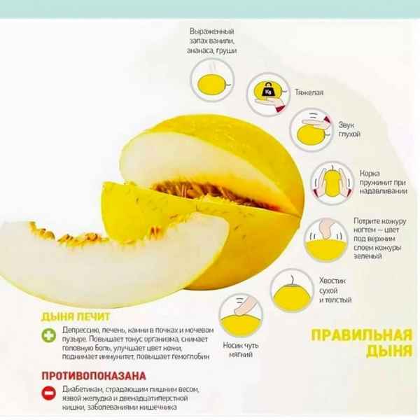 Дыня Торпеда: как выбрать, сколько калорий, чем полезна, как выращивают
