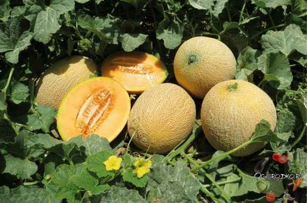 Дыня Гуляби: хаpaктеристика, агротехника выращивания