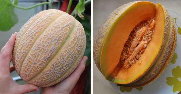 Канталупа дыня: хаpaктеристика, секреты успешного выращивания