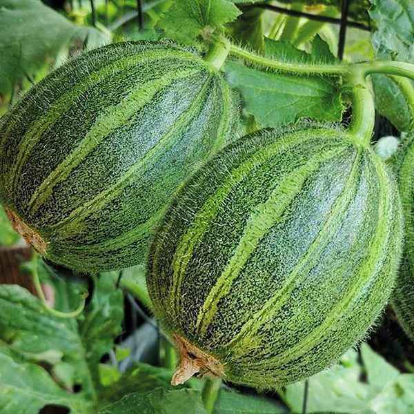 Огурдыня — что это такое?