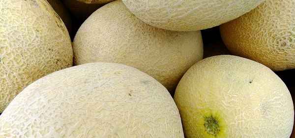 Сорт дыни Амал F1: описание, агротехника выращивания и уход