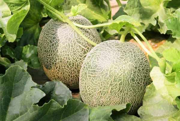 Сорт дыни Славия: описание, агротехника выращивания и уход