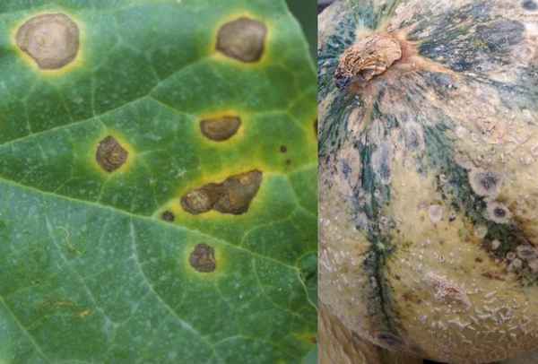 Заболевания и вредители дыни и борьба с ними