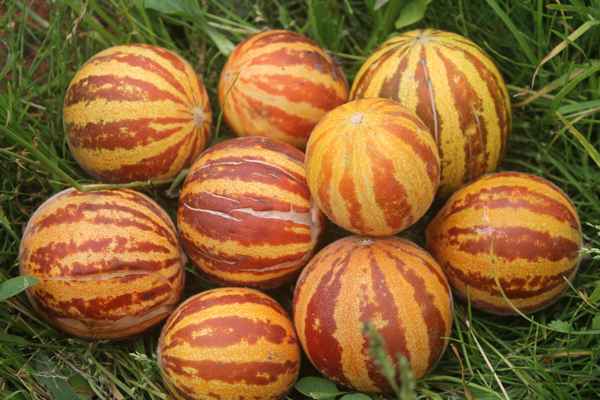 Дыня Вьетнамская: хаpaктеристика, агротехника выращивания