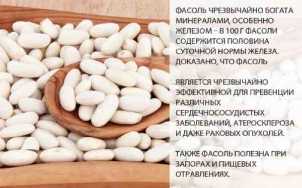 Полезные свойства белой фасоли