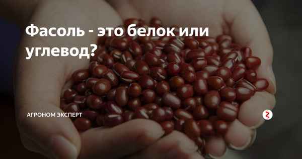 Фасоль — это белок или углевод?