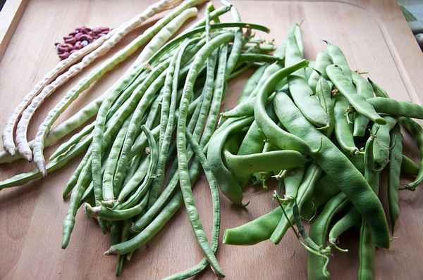 Чем отличается спаржевая фасоль от стручковой