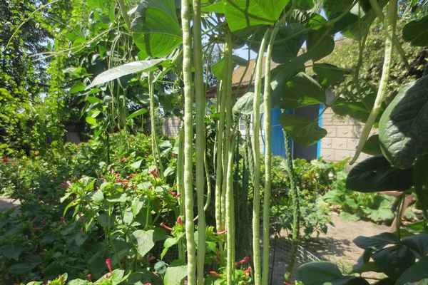 Выращивание спаржевой фасоли: посадка и уход