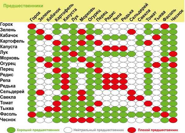 Что можно сажать после гороха на огороде