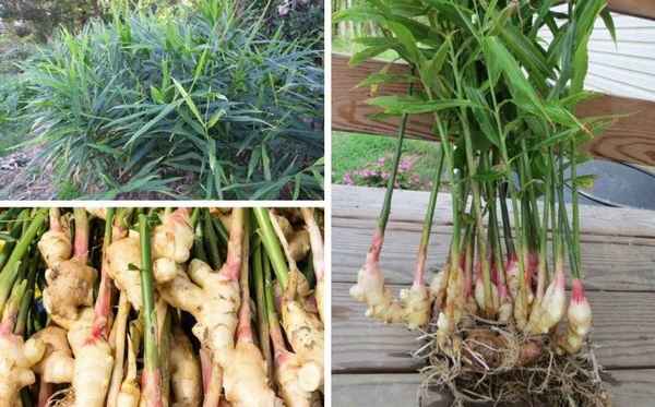 Имбирь — овощ или фрукт