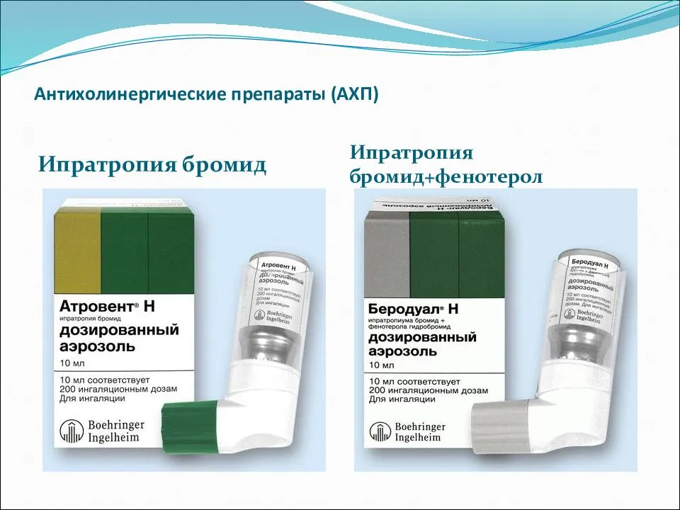 Лечение бронхиальной астмы имбирём: как использовать корень, противопоказания