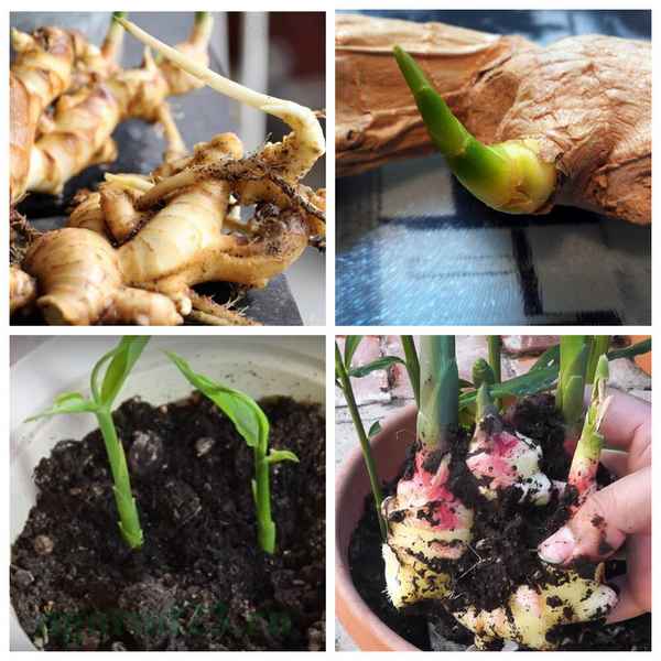 Имбирный корень дал росток: что делать дальше