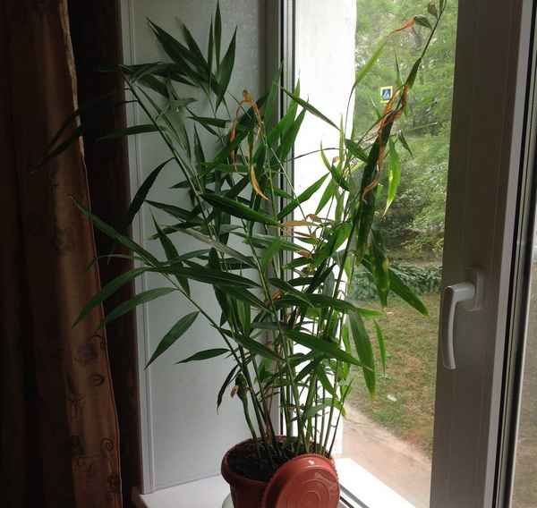 Имбирь в квартире: выращивание на подоконнике, как цветёт в домашних условиях, фото