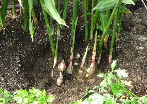 Как вырастить имбирь в Средней полосе