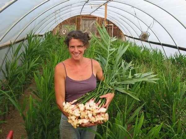 Как вырастить имбирь в Подмосковье