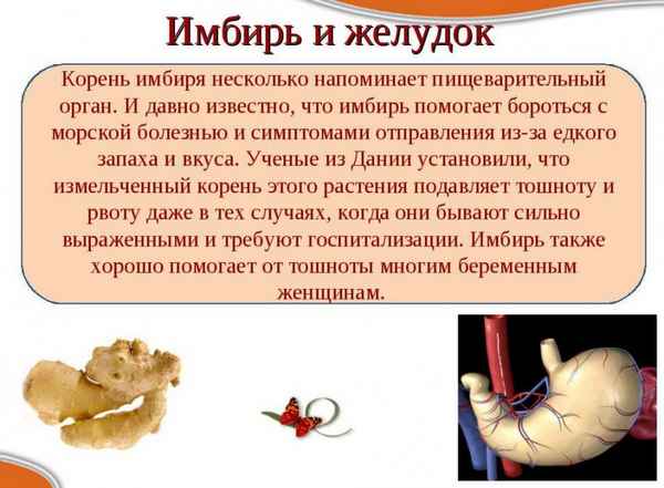 Корень имбиря при желудочно-кишечных заболеваниях: действие, польза и вред