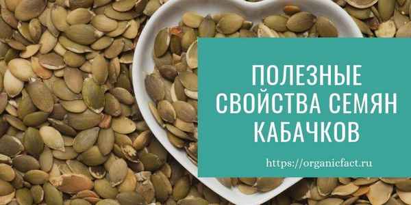 Полезные свойства и вред кабачковых семян