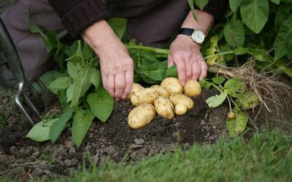 Особенности посадки и ухода за картофелем сорта Мелодия
