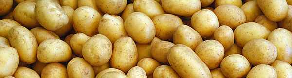 Сорт картофеля Бельмондо: ботаническое описание, агротехника выращивания и уход