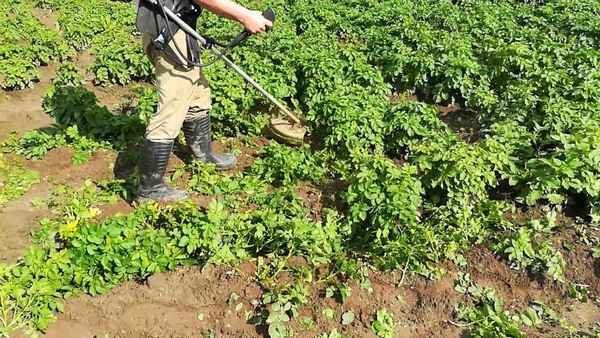 Как лучше всего косить картофельную ботву?