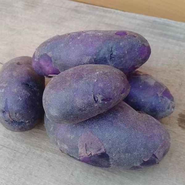 Сорт картофеля Василёк: описание и хаpaктеристика