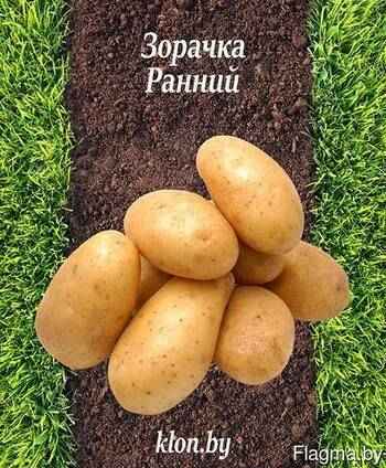 Картофель Зорачка: описание и хаpaктеристика сорта, агротехника посадки и ухода