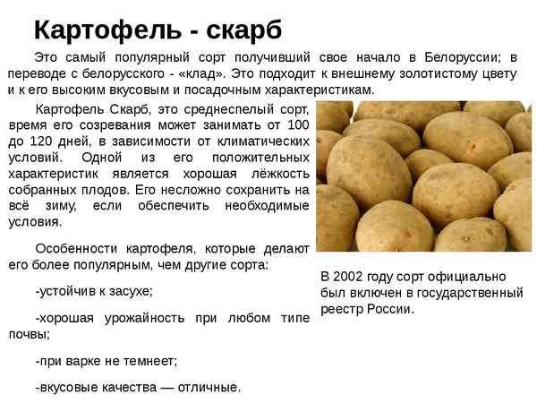 Картофель Розалинд: описание и хаpaктеристика, особенности выращивания картофеля