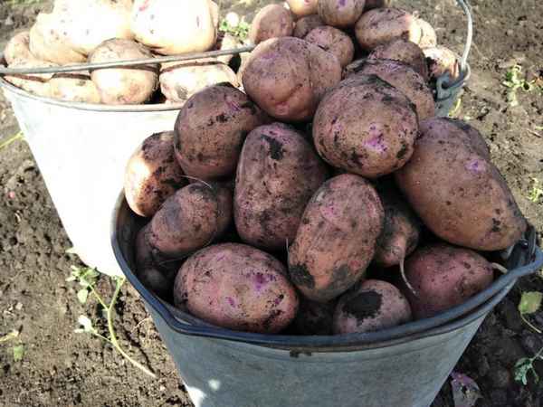 Сорт картофеля Свитанок Киевский: хаpaктеристика, агротехника выращивания