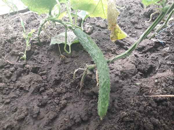 Плохо растут огурцы: 5 самых распространенных причин неурожая
