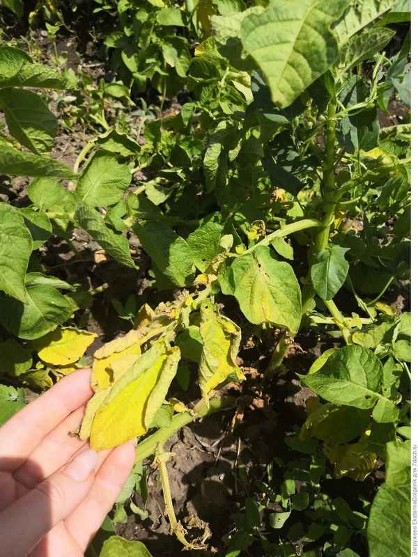 Что делать, если ботва картофеля желтеет
