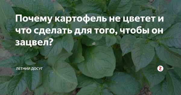Что делать если не цветёт картофель?