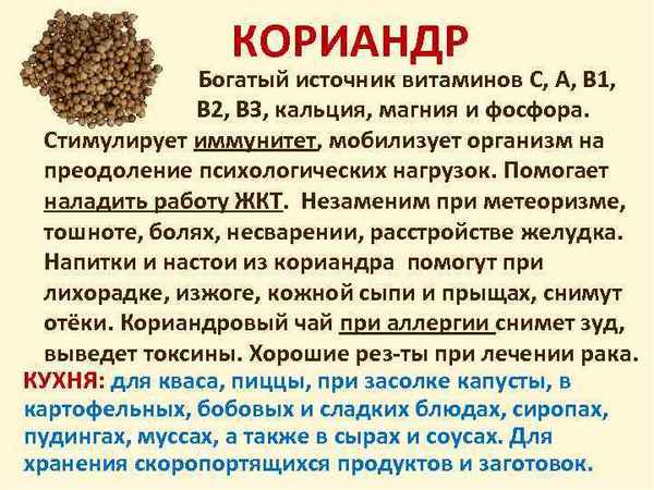 Особенности применения кориандра для организма человека
