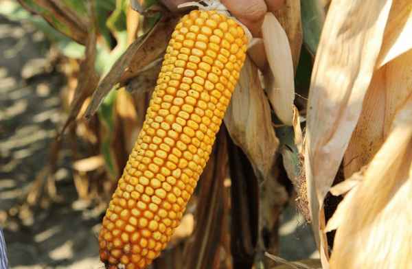 Когда можно и как правильно собирать кукурузу?