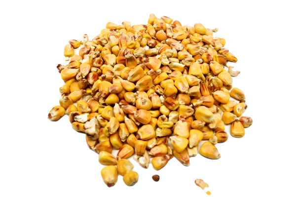 Кормовая (фуражная) кукуруза