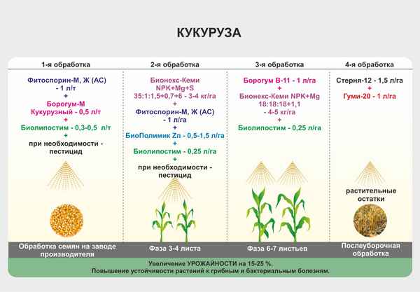 Технология выращивания кукурузы на зерно