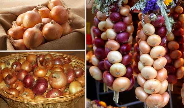 Как и где можно хранить репчатый лук в квартире