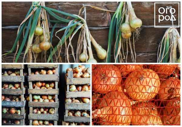 Как правильно хранить репчатый лук зимой в домашних условиях