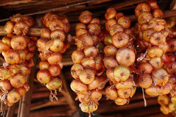 Как лучше всего хранить лук зимой в домашних условиях