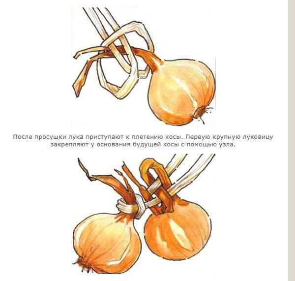 Как правильно плести лук в косы для хранения и сушки